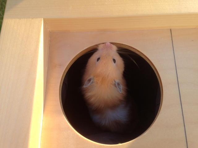 hamster